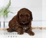 Small #2 Goldendoodle (Miniature)