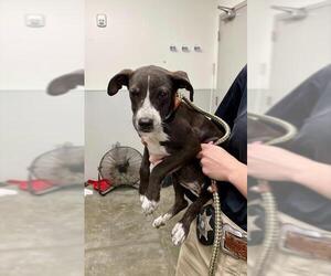 American Pit Bull Terrier-Unknown Mix Dogs for adoption in Rosenberg, TX, USA