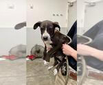 Small American Pit Bull Terrier Mix