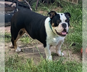 Mother of the English Bulldogge puppies born on 08/15/2019