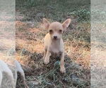 Small #2 Chihuahua
