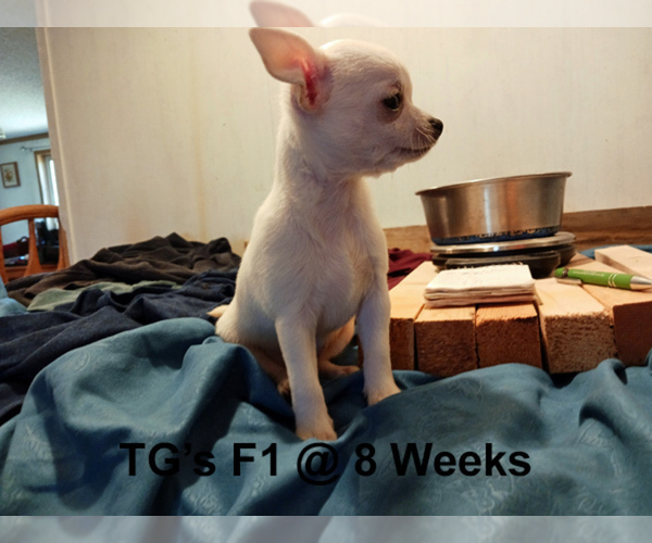 Medium Photo #9 Chihuahua Puppy For Sale in BELLE FOURCHE, SD, USA