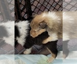 Small Photo #5 Bearded Collie Puppy For Sale in HEDGESVILLE, WV, USA
