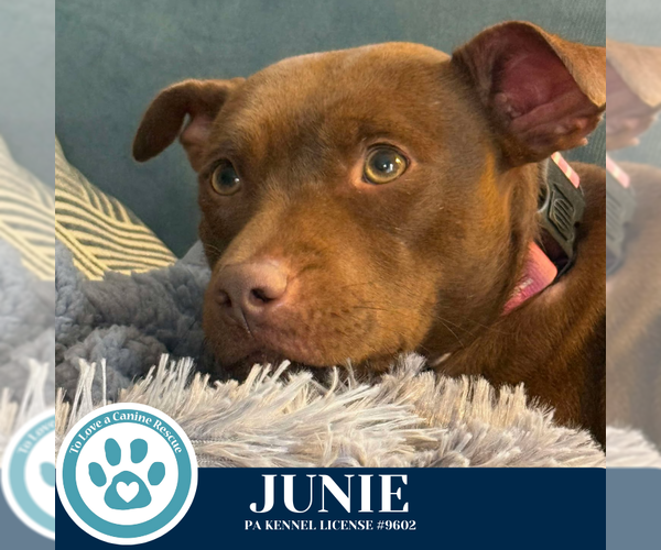 Medium Photo #4 Mutt Puppy For Sale in Kimberton, PA, USA