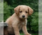 Small Photo #1 Miniature Labradoodle Puppy For Sale in DANVILLE, PA, USA