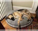 Small #3 German Shepherd Dog