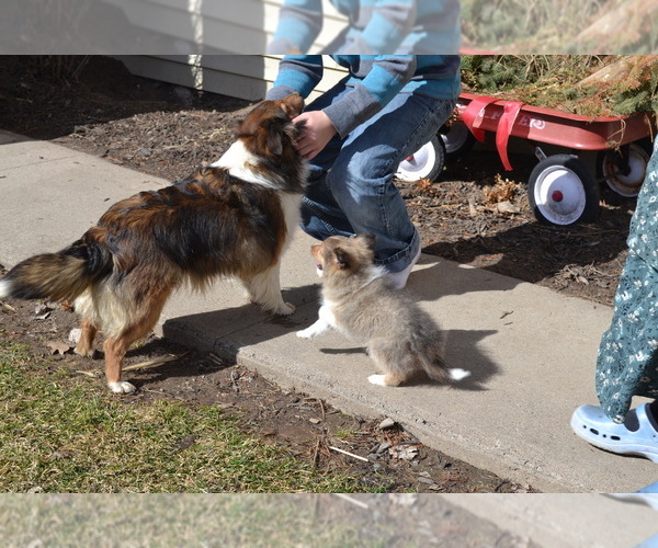 Medium Photo #8 Shetland Sheepdog Puppy For Sale in GREENWOOD, WI, USA