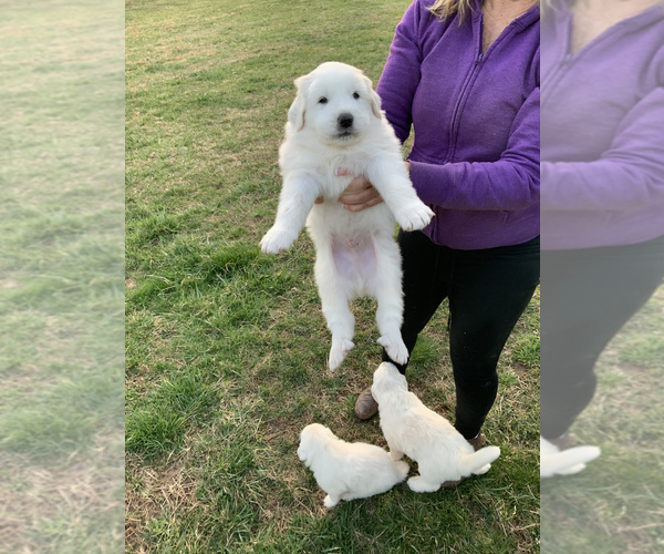Medium Photo #4 Great Pyrenees Puppy For Sale in RED HOUSE, WV, USA