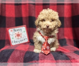 Bichpoo Puppy for sale in LAKELAND, FL, USA