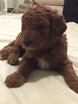Medium Photo #1 Goldendoodle-Poodle (Standard) Mix Puppy For Sale in CAIRO, GA, USA