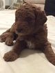 Small Photo #1 Goldendoodle-Poodle (Standard) Mix Puppy For Sale in CAIRO, GA, USA