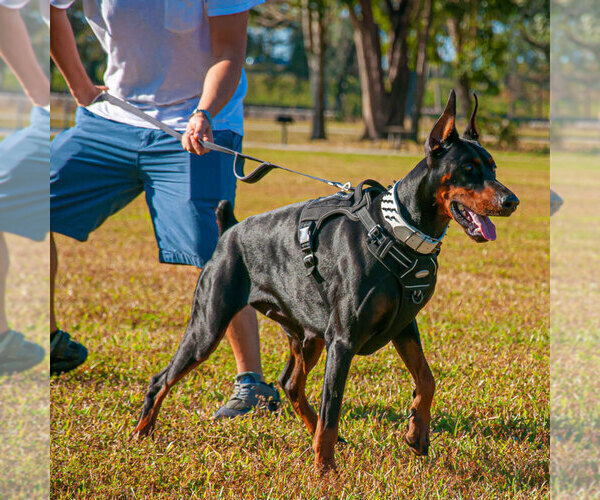 Medium Photo #22 Doberman Pinscher Puppy For Sale in FORT LAUDERDALE, FL, USA