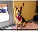 Small #1 German Shepherd Dog