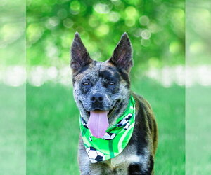 Catahoula Leopard Dog-Unknown Mix Dogs for adoption in Unionville, PA, USA