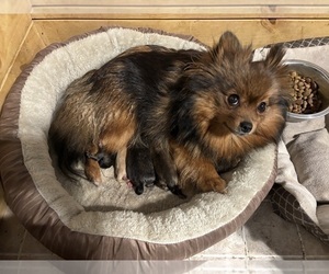 Pomeranian Puppy for sale in FLINT, MI, USA