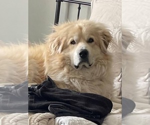 Great Pyrenees Dogs for adoption in Hamilton, MT, USA