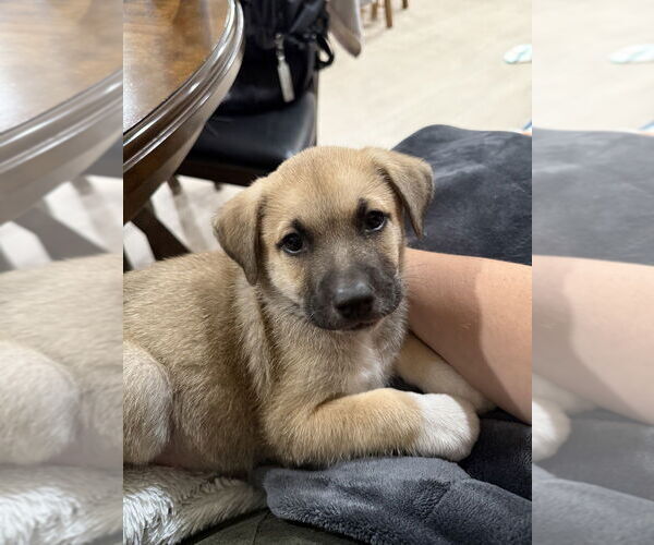 Medium Photo #2 Huskimo Puppy For Sale in Banning, CA, USA