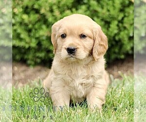Golden Retriever Puppy for sale in STRASBURG, PA, USA