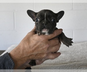 French Bulldog Puppy for sale in MILLERSBURG, OH, USA