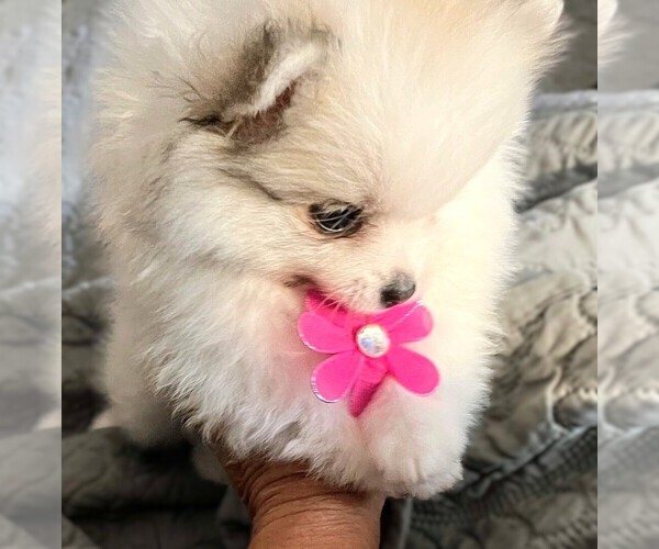 Medium Photo #1 Pomeranian Puppy For Sale in LISLE, IL, USA