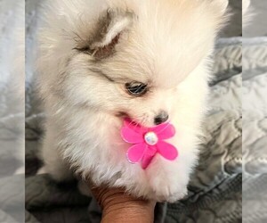 Pomeranian Puppy for sale in LISLE, IL, USA