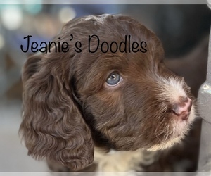 Golden Mountain Doodle  Dog for Adoption in BLUE SPRINGS, Missouri USA