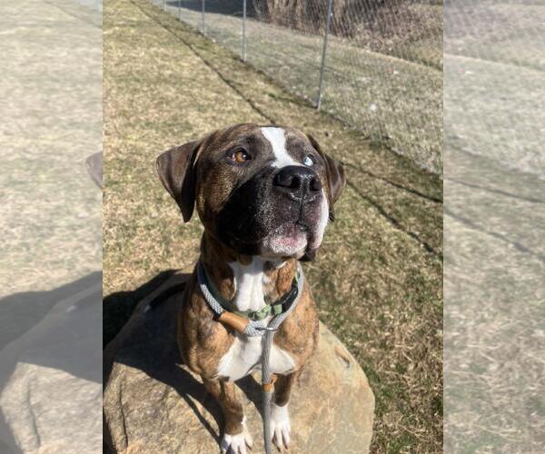 Medium Photo #1 American Staffordshire Terrier-Unknown Mix Puppy For Sale in Front Royal, VA, USA