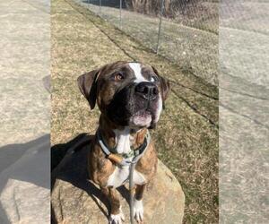 American Staffordshire Terrier-Unknown Mix Dogs for adoption in Front Royal, VA, USA