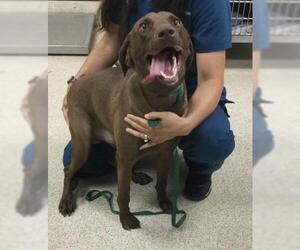 Labrador Retriever Dogs for adoption in Riverside, CA, USA