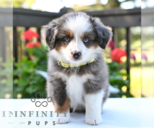 Medium Photo #3 Miniature Australian Shepherd Puppy For Sale in REBERSBURG, PA, USA