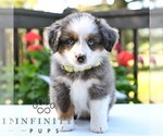 Small #2 Miniature Australian Shepherd