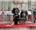 Small #2 Dachshund
