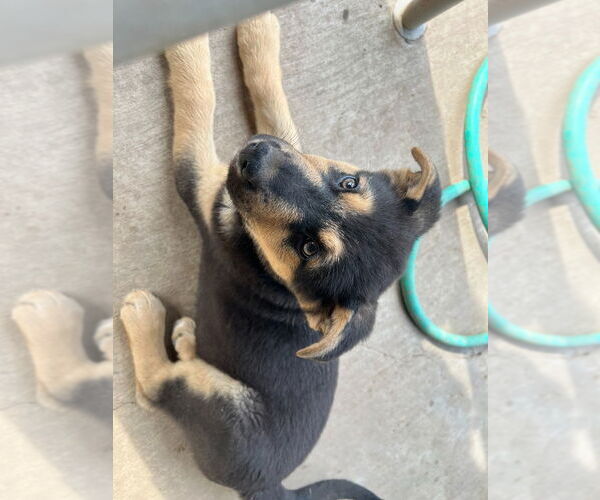 Medium Photo #1 German Shepherd Dog Puppy For Sale in Modesto, CA, USA