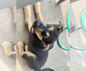 German Shepherd Dog Dogs for adoption in Modesto, CA, USA