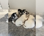 Small Photo #12 Siberian Husky Puppy For Sale in TUCSON, AZ, USA
