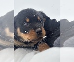 Small #22 Rottweiler