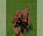 Small Photo #1 Goldendoodle Puppy For Sale in SARASOTA, FL, USA