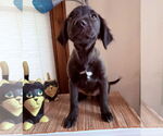 Small #3 Labrador Retriever Mix