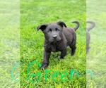 Small Photo #12 German Shepherd Dog Puppy For Sale in HEGINS, PA, USA