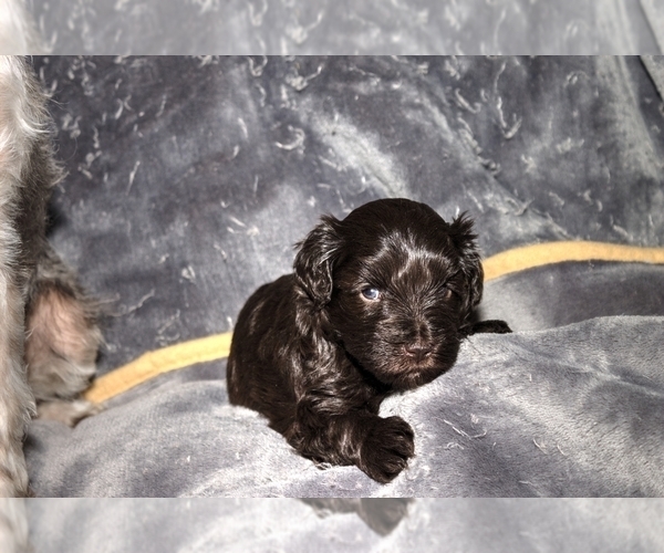 Medium Photo #8 Schnauzer (Miniature)-Schnauzer (Standard) Mix Puppy For Sale in ALAMOSA, CO, USA