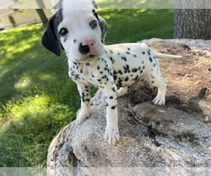 Dalmatian Puppy for sale in TRAER, IA, USA