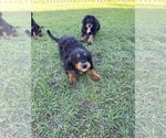 Puppy Puppy 4 Bernedoodle