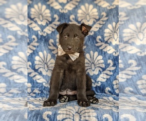 German Shepherd Dog Puppy for sale in KIRKWOOD, PA, USA