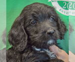 Small #3 Spaniel Mix
