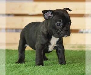 French Bulldog Puppy for sale in MARSHFIELD, MO, USA
