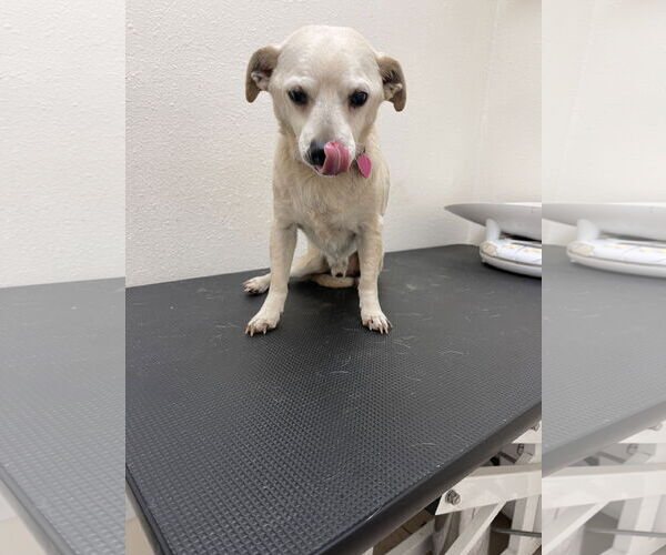 Medium Photo #2 Chihuahua-Unknown Mix Puppy For Sale in Victorville, CA, USA