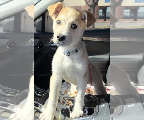 Medium Photo #2 Labsky Puppy For Sale in Omaha, NE, USA