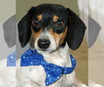 Small #5 Dachshund Mix