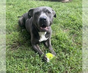 American Pit Bull Terrier Dogs for adoption in Plano, TX, USA