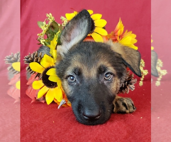 Medium Photo #1 German Shepherd Dog Puppy For Sale in HOLDEN, MO, USA